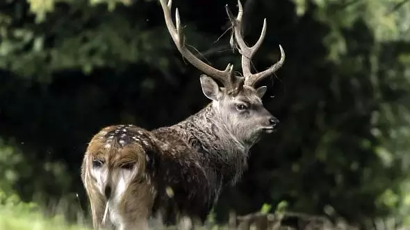Photographer Is Stunned By Deer That Looks Like Owl From Behind