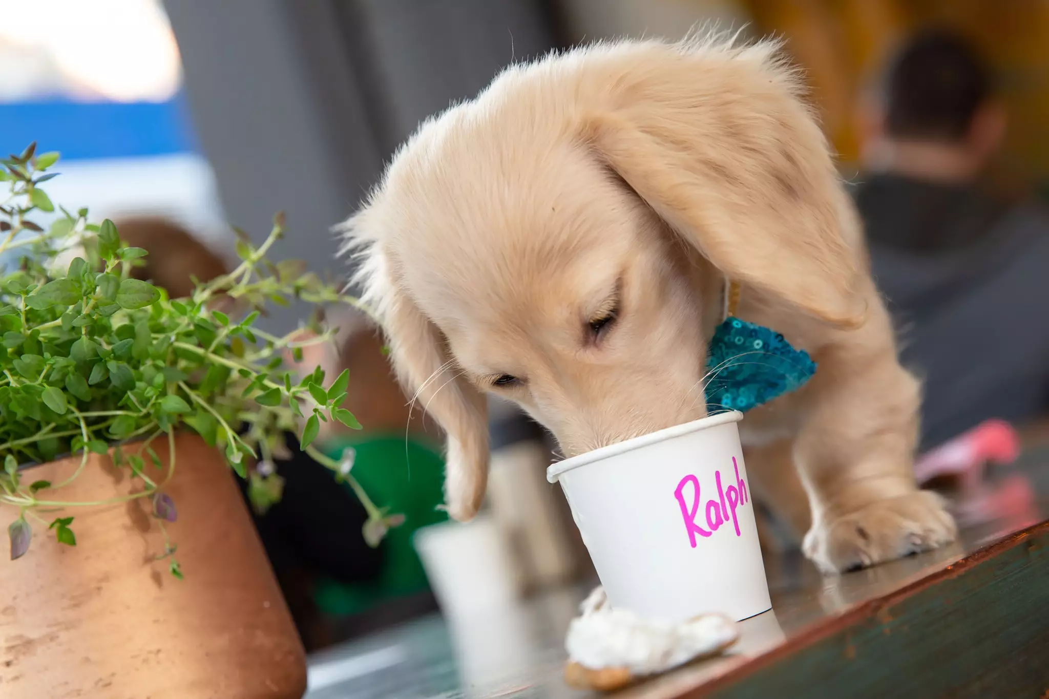 Your pooch can enjoy a pupaccino, too (