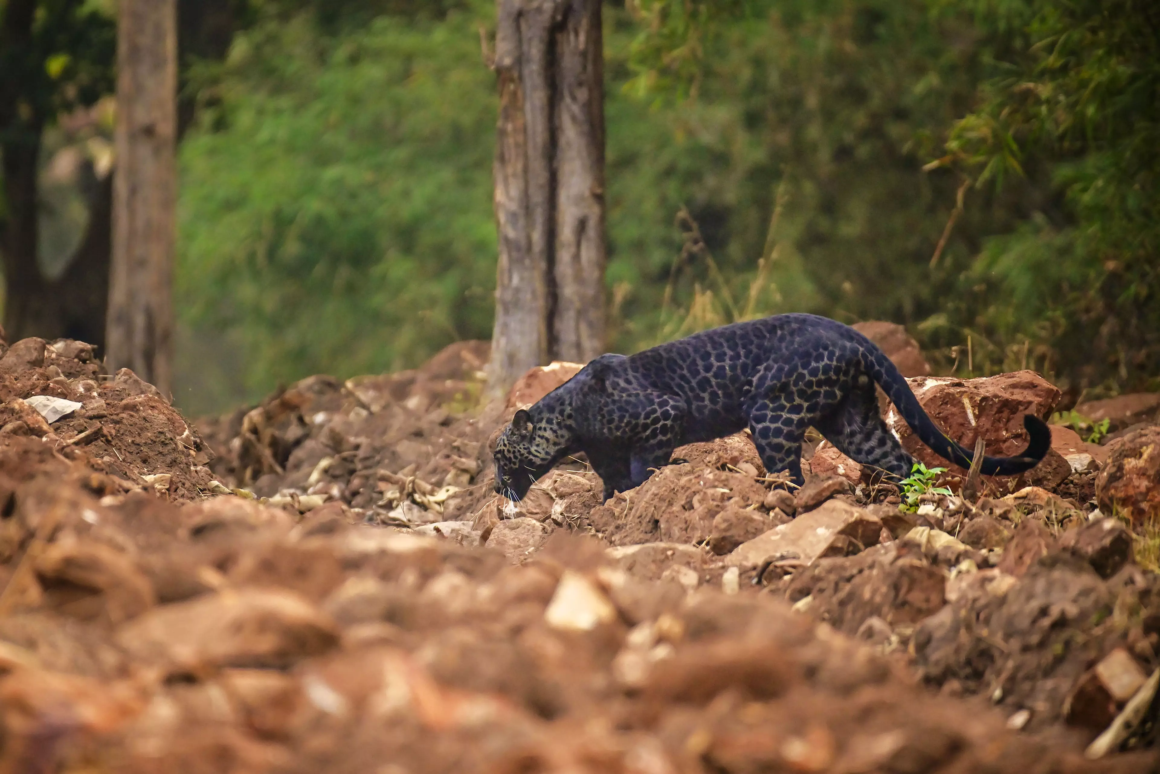 Rare Black Leopard Is Spotted Hunting In Indian National Park