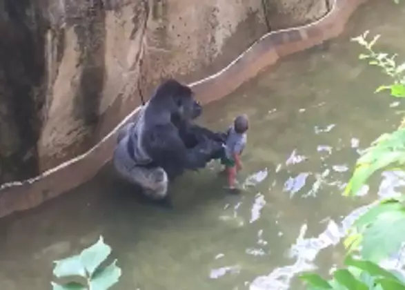 New Footage Shows Gorilla 'Protecting' Little Boy And The Pair 'Holding Hands' 