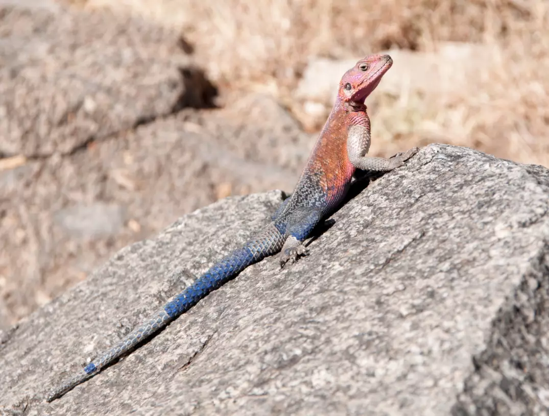 Geckos can shed and rebuild tails to escape predators.