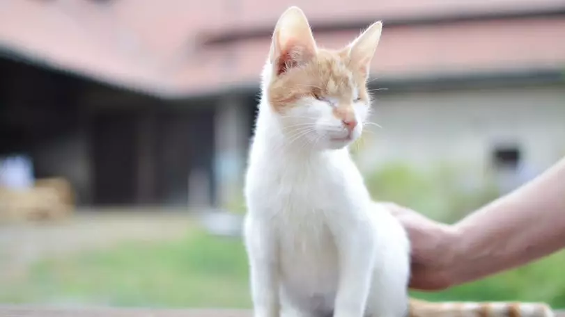 Blind Cat Called Carrot Is Looking For Her Forever Home 