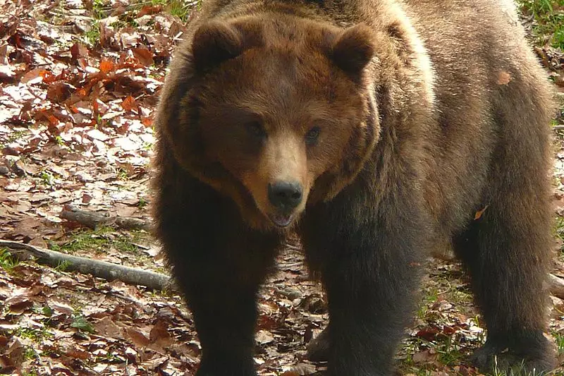 Brown bear spotted in Province of Trento, Italy.