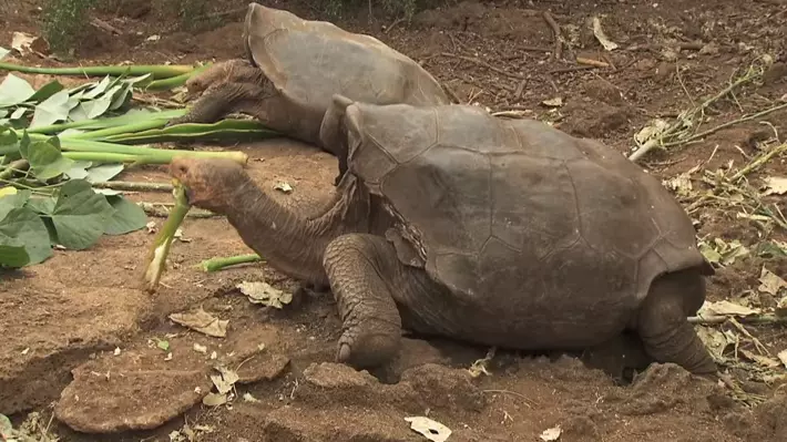 Diego The Tortoise Virtually Saved His Species Cause He Was A Sex Pest
