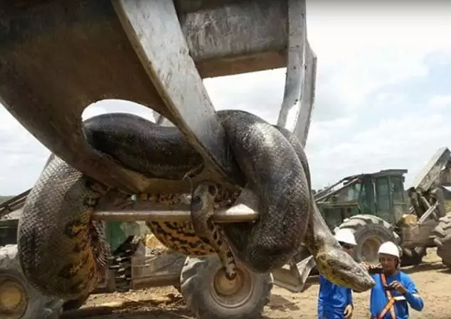 Some Brazilian Blokes Have Discovered A Fucking Massive Snake