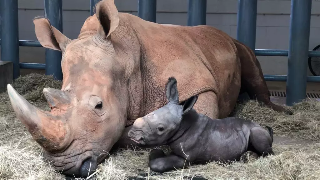 Rare White Rhino Calf Born At Disney's Animal Kingdom
