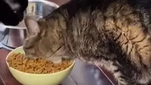 This Cat Eats Like It's A Hungry Hippo