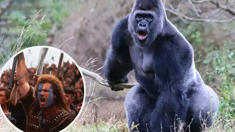 ​Photographer Captures Moment A Gorilla Recreates Iconic Braveheart Scene