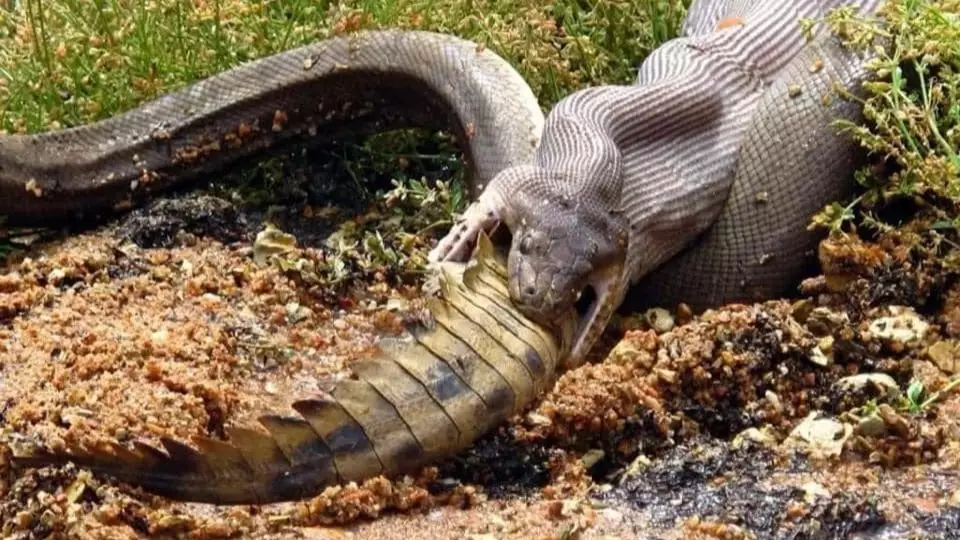 Python Devours Massive Crocodile Whole In Australian Swamp 