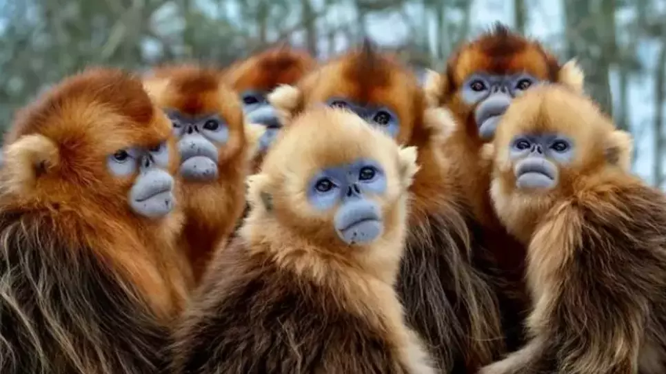 Footage Shows Monkeys That David Attenborough Waited 50 Years To Film