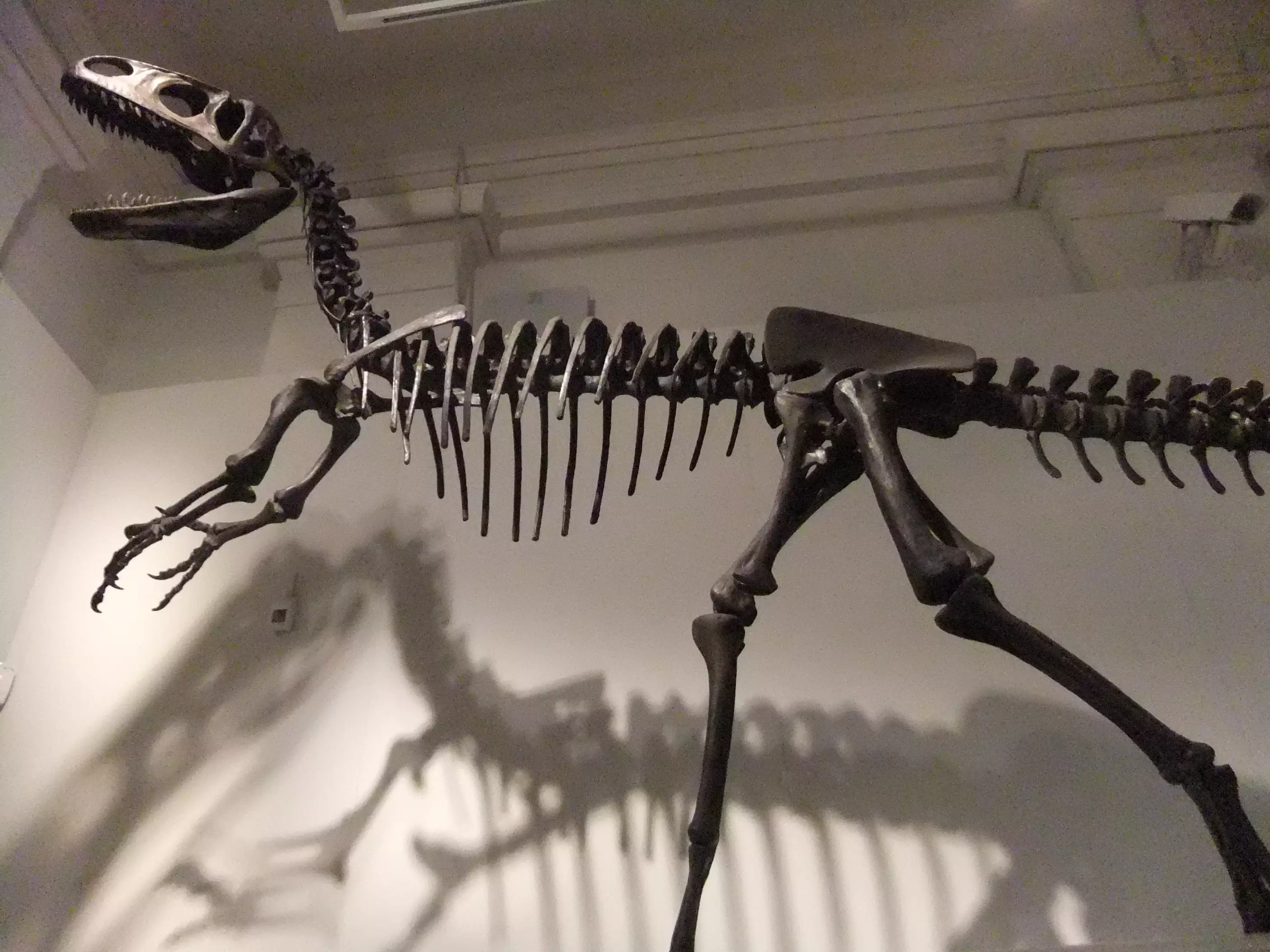 A Neovenator skeleton.