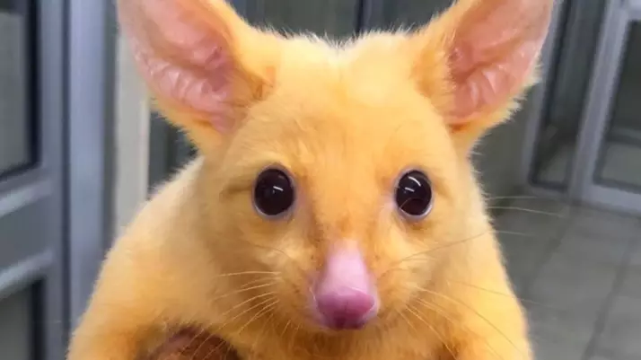 Rare Golden Possum Found In Australia Looks Just Like Pikachu