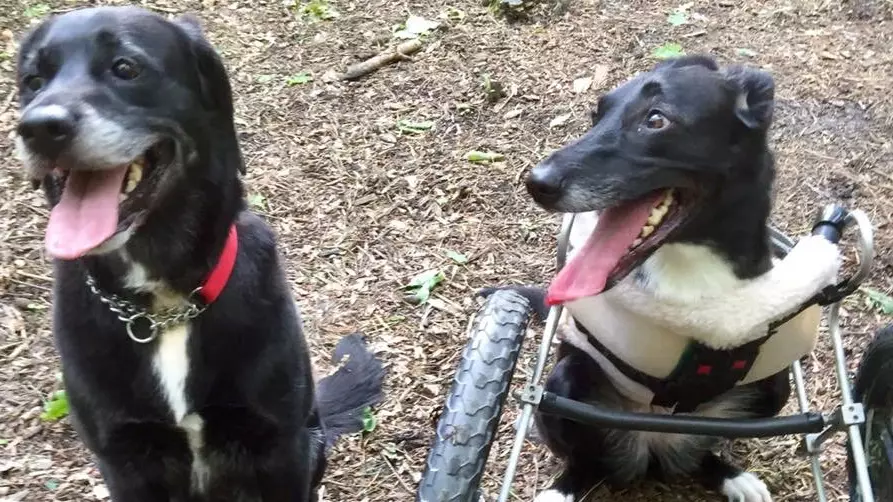 Set Of Wheels Helps Dog With No Front Legs Play With Pals