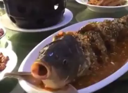 WATCH: Fish Appears To Come Back To Life On Plate After It's Given A Shot Of Alcohol  