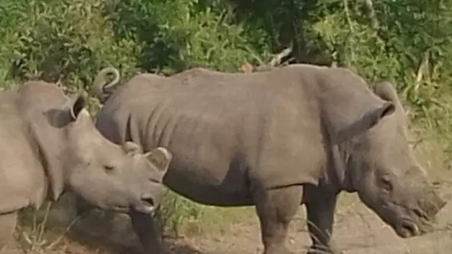 Woman Who Runs Wildlife Orphanage Opens Up About Night Poachers Killed Two Baby Rhinos