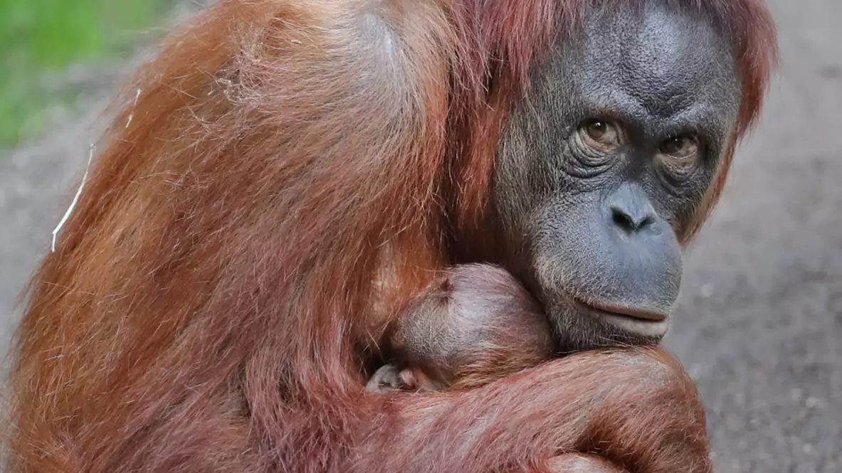 This Is The ‘Last Generation’ That Can Save Nature, Says WWF