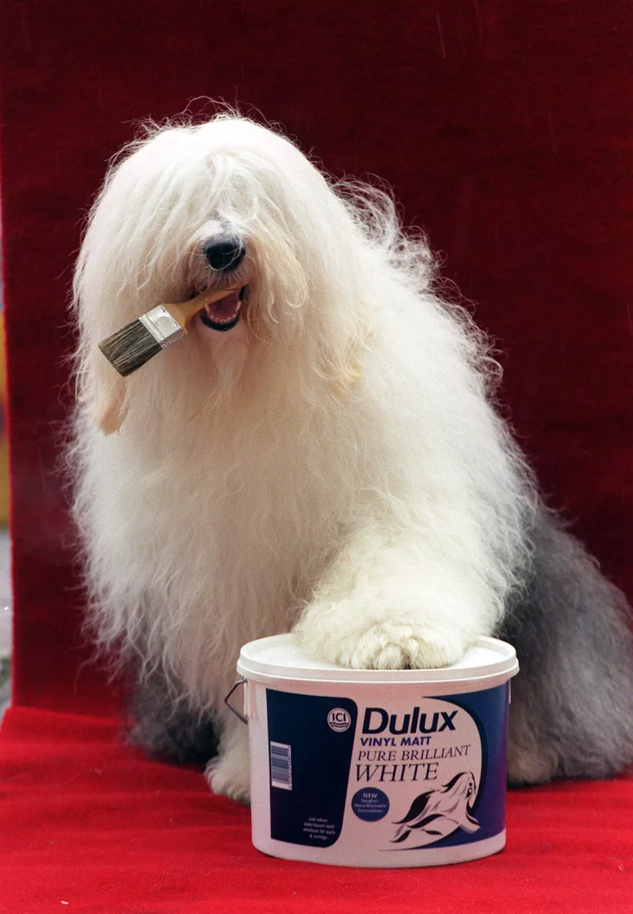 The Dulux dog in 1996 (