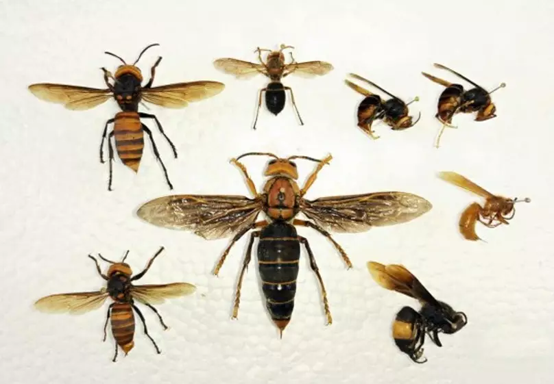 The giant hornet has reportedly killed numerous people.