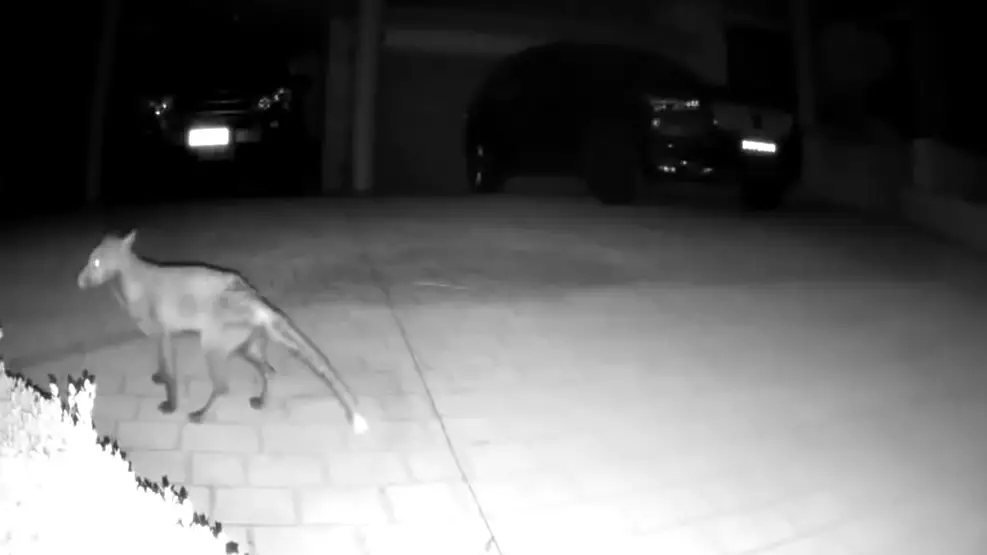 Back From The Dead? Mysterious Animal Filmed Crossing Driveway In Australia