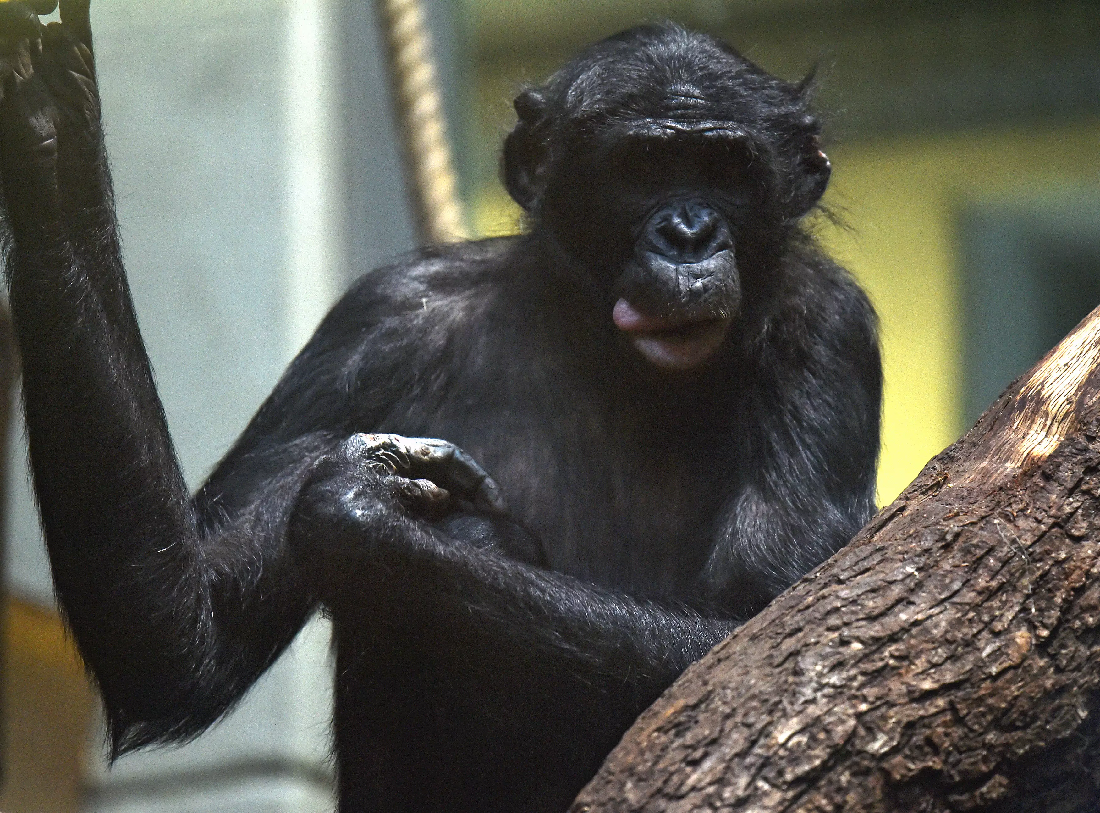 Stock image of bonobo.