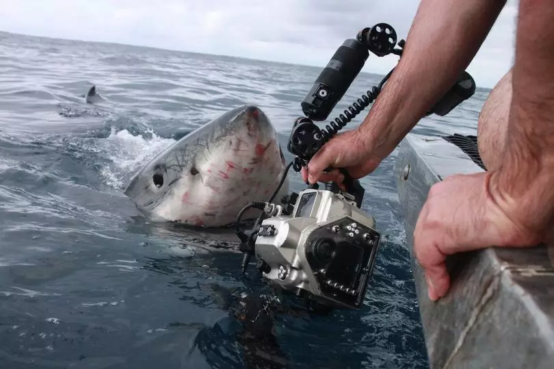 Mr Thom wasn't afraid to get up close and personal with the Great White.