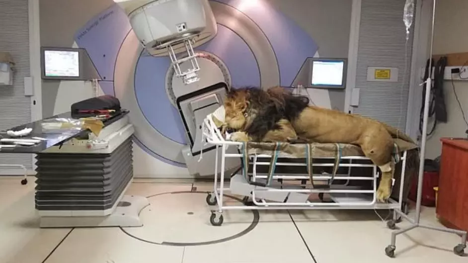 A Lion With Skin Cancer Has Received Radiation Therapy In Hospital