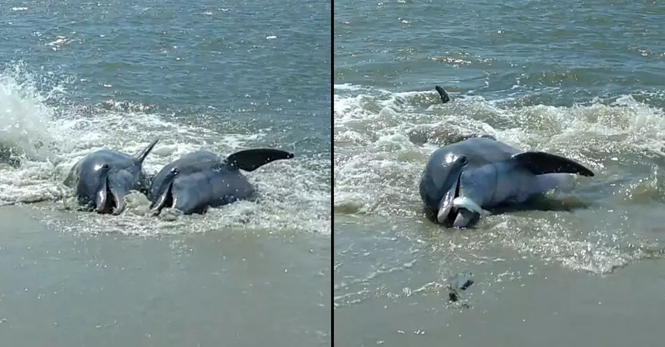Dolphins Beach Themselves To Feast On Fish In Spectacular Footage