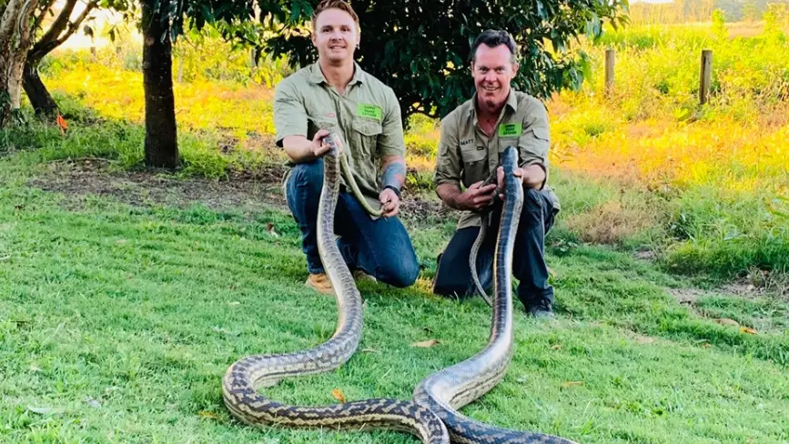 Mating Snakes Crash Through Australian Couple's Ceiling 