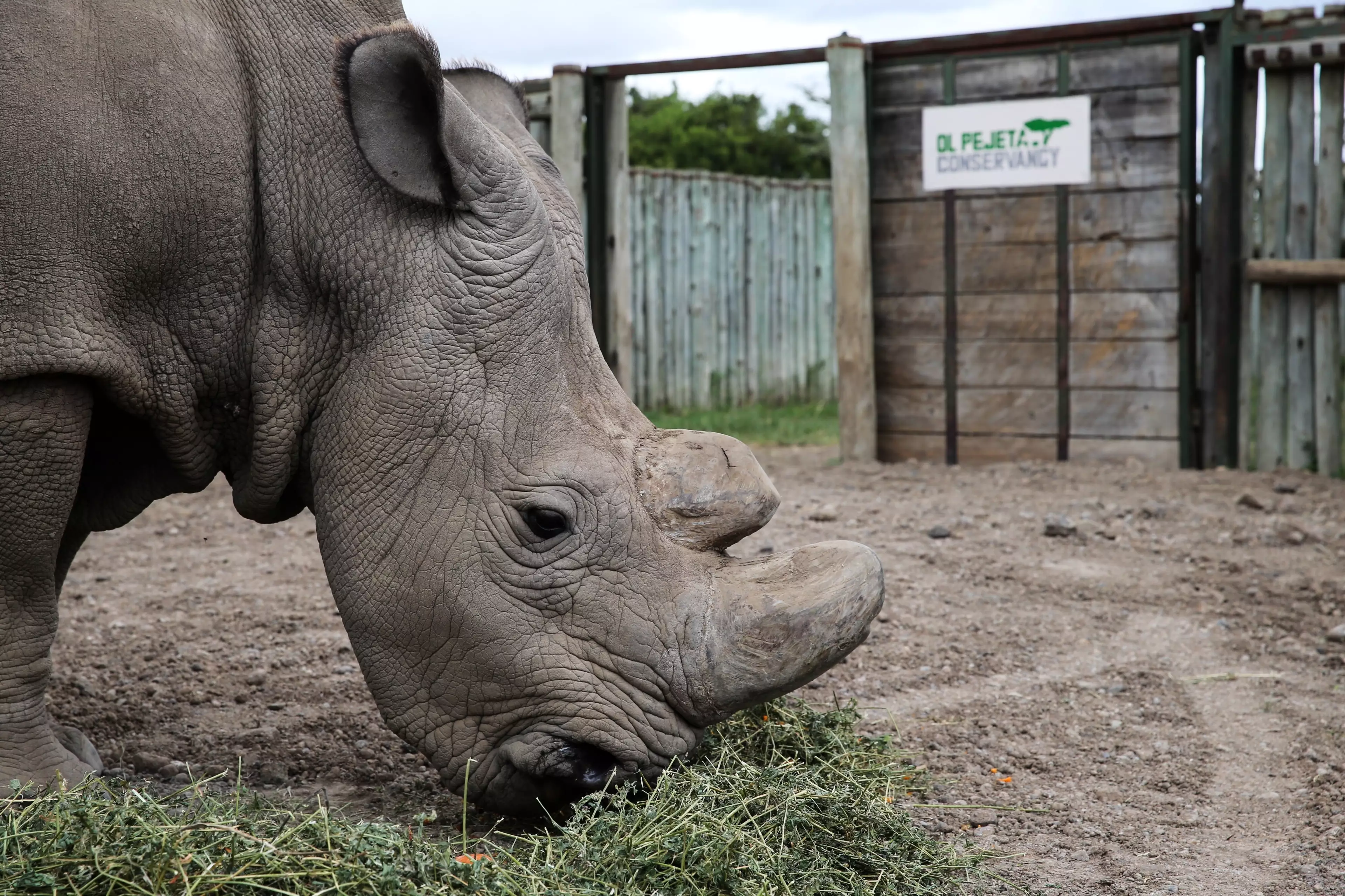 Sad Photos Emerge Of The Last Male Northern White Rhino's Final Moments