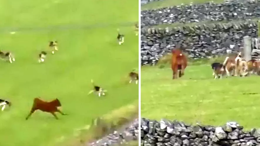 Terrified Calf Runs For Its Life To Escape Pack Of Out Of Control Hunting Hounds