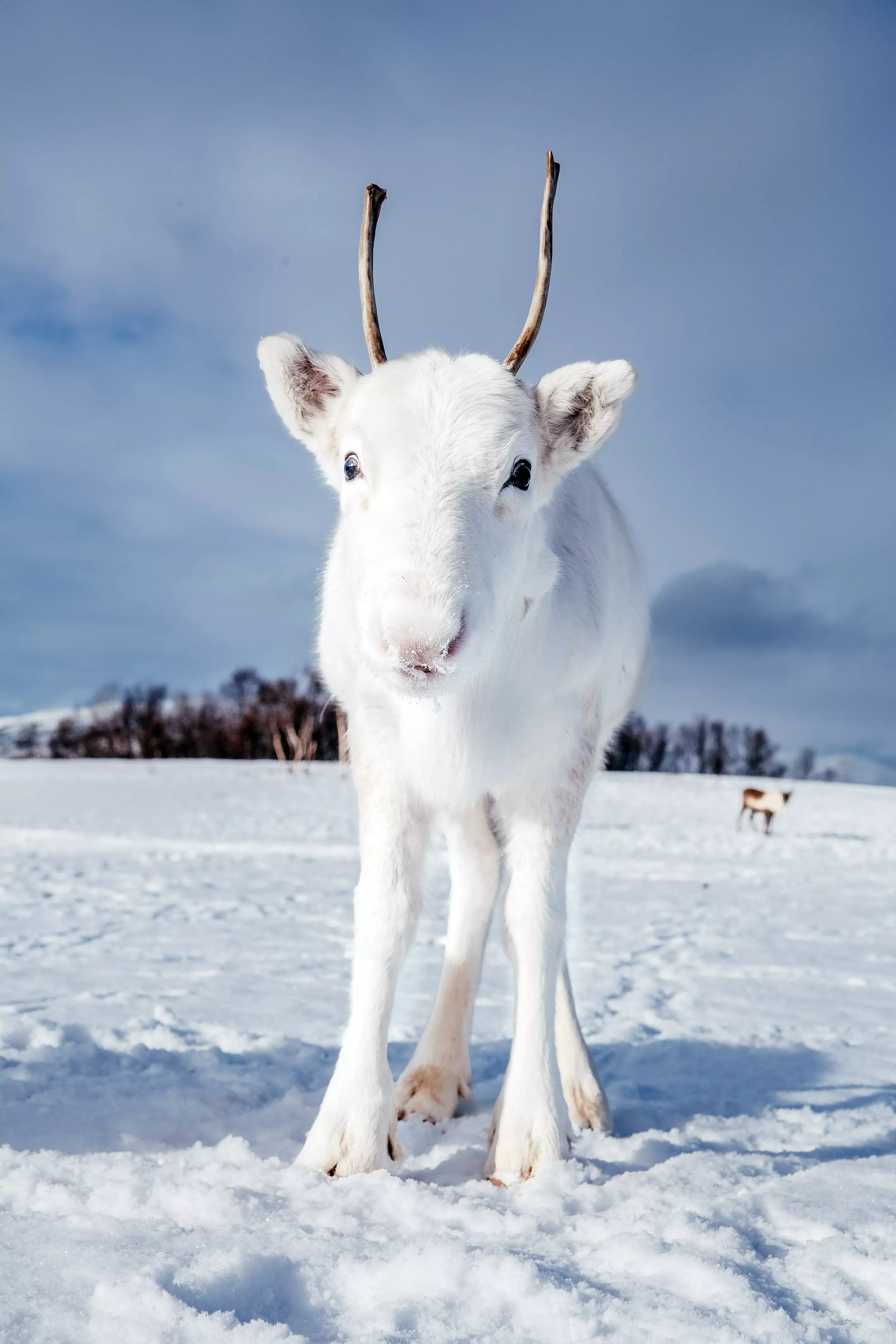 White reindeer are not classed as albino because their eyes and their antlers still have dark pigmentation. (