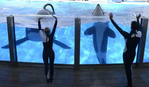 SeaWorld's Killer Whale Shows And Breeding Programme Banned In California