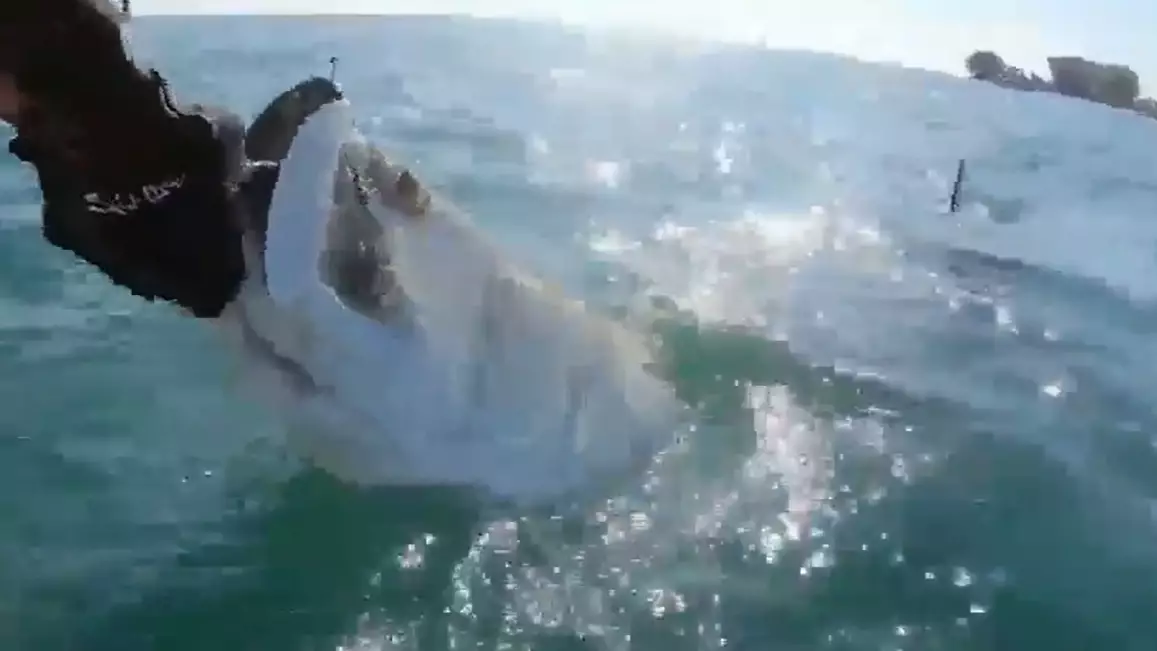 Massive Hammerhead Shark Snatches Catch From Fisherman's Hands