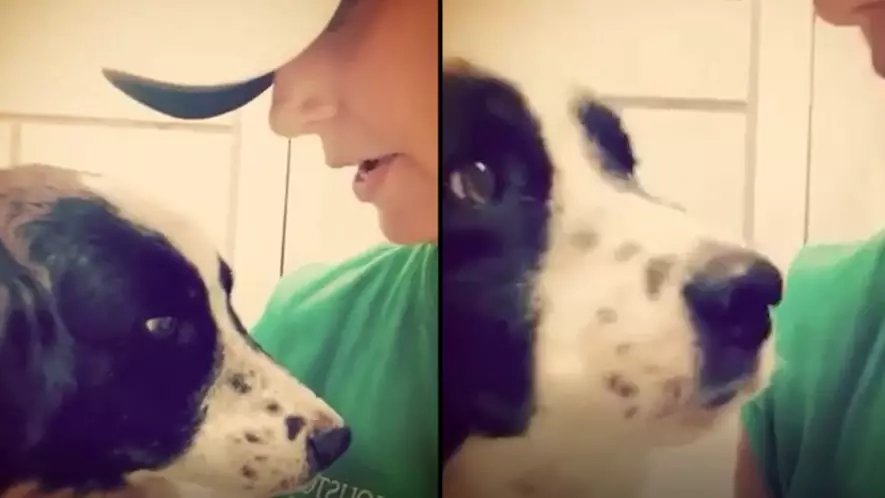 Heartbroken Dog Doesn't Understand Why His Owners Left Him At A Shelter