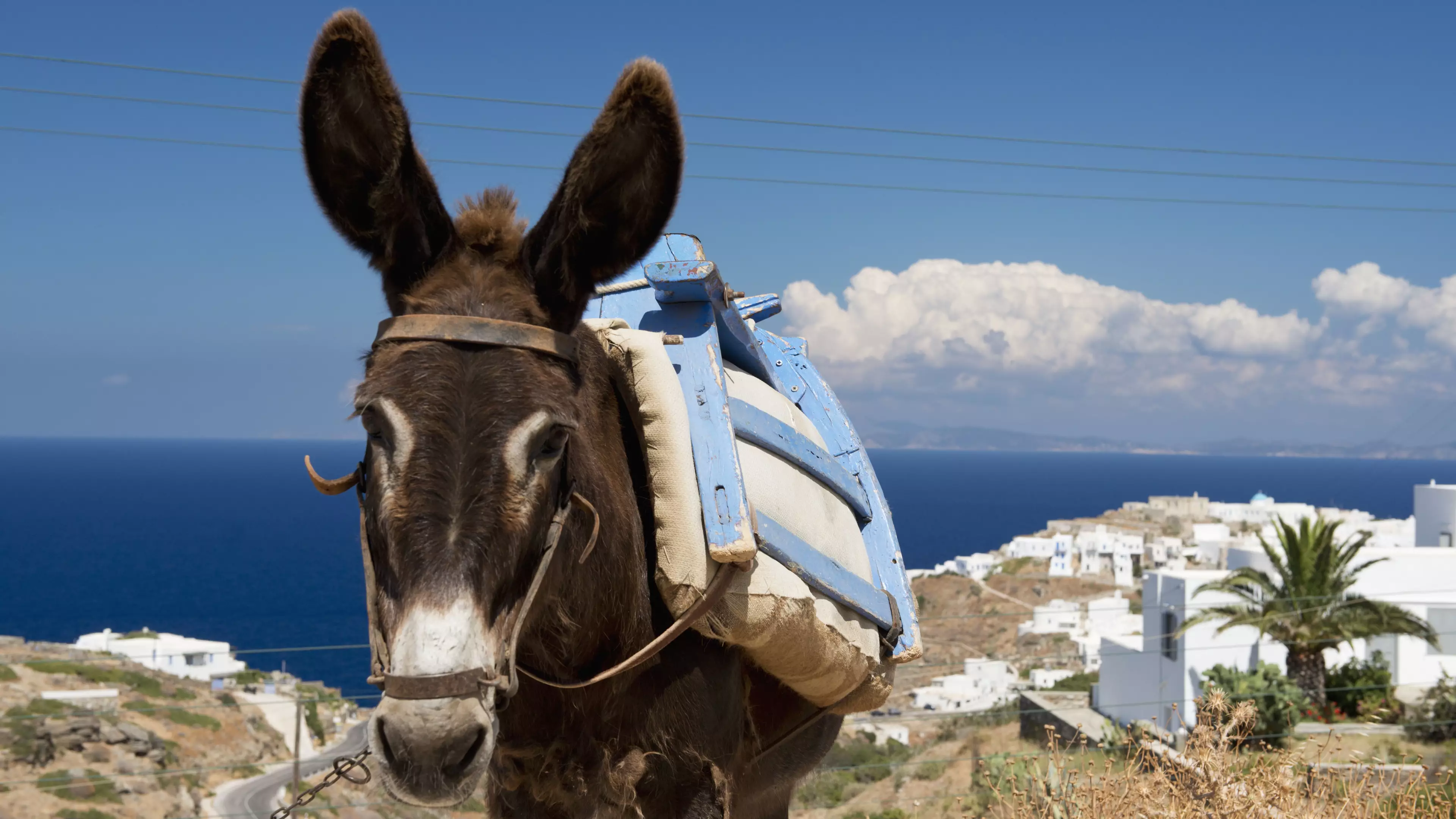 Heavy Tourists Caught Riding Donkeys In Greece Could Be Hit With £25,000 Fine 