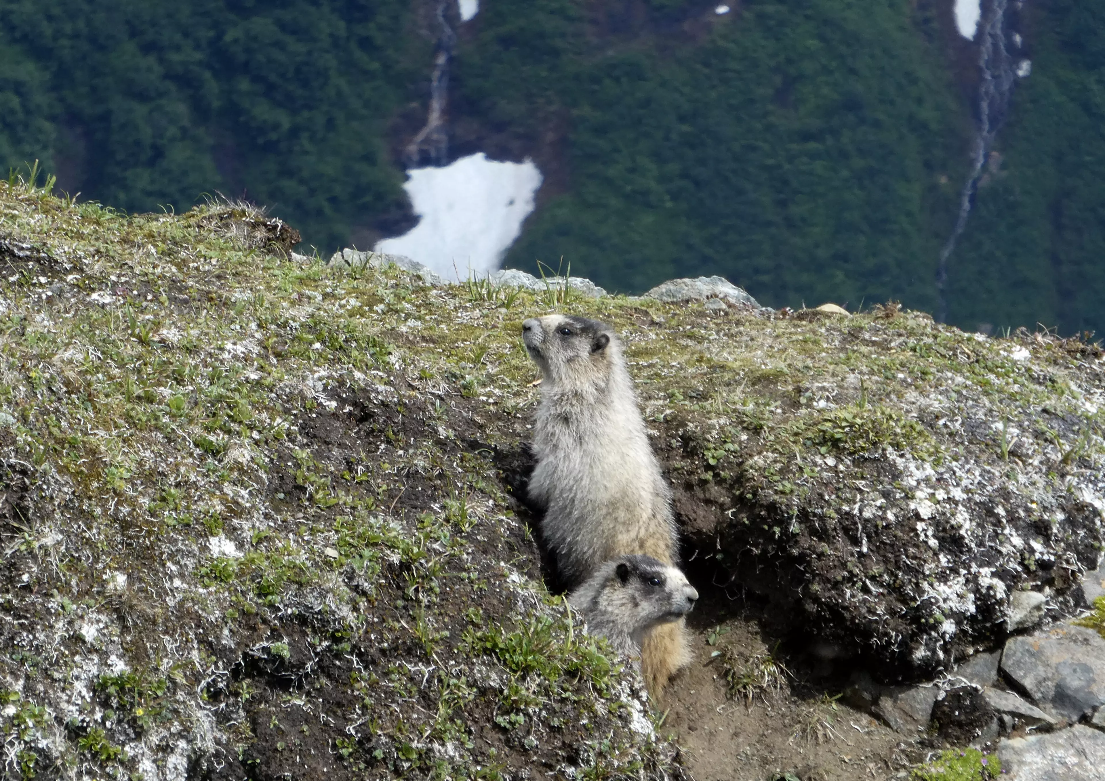 People are being urged to report sightings of ill or dead marmots.