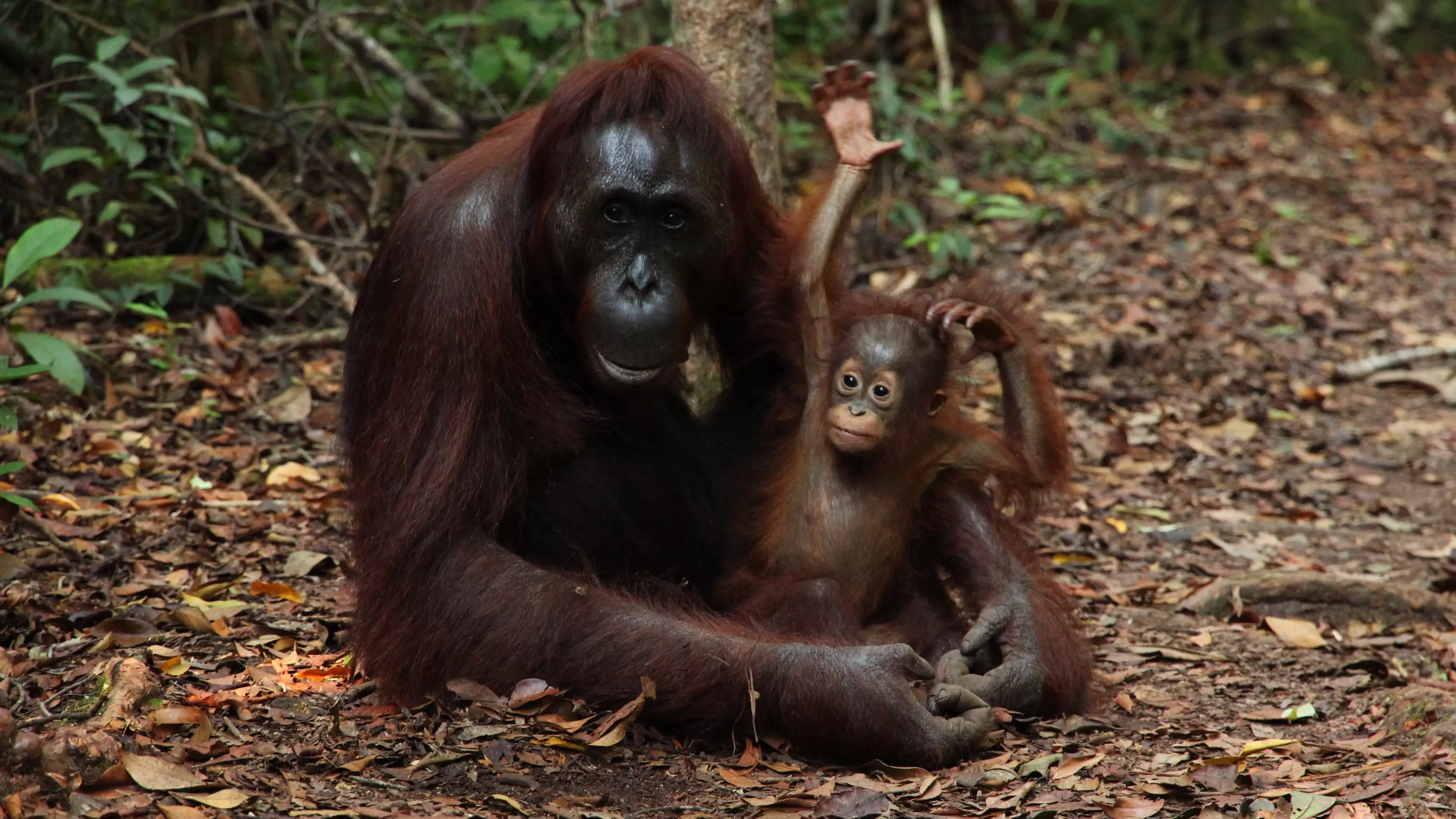 Orangutang Numbers Have Dropped By Up To 30 Per Cent in Palm Oil Estates