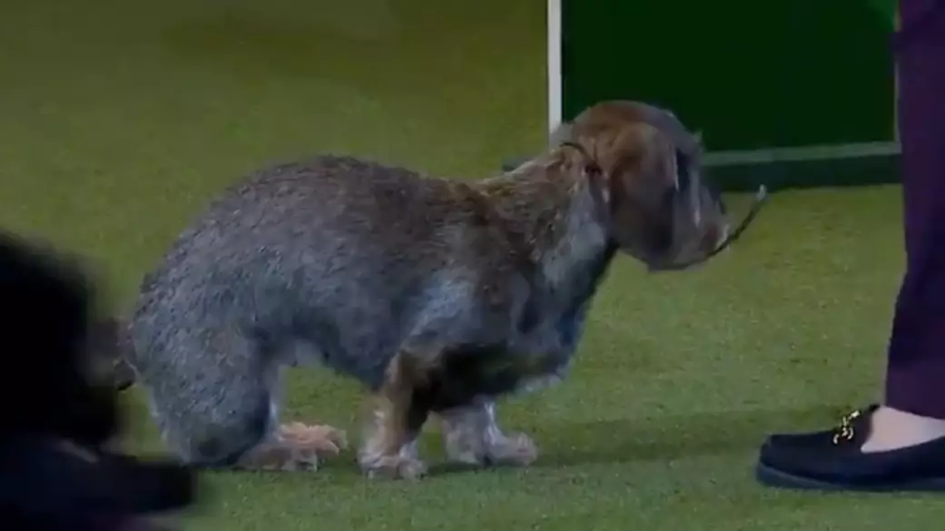 Crufts Best In Show Winner Has A Poo During Lap Of Honour