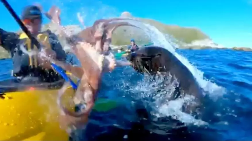 The Clever Reason Why A Seal Slaps Kayaker In Face With An Octopus