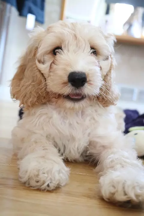 The Cockapoo is a mix between a Cocker Spaniel and Poodle. (