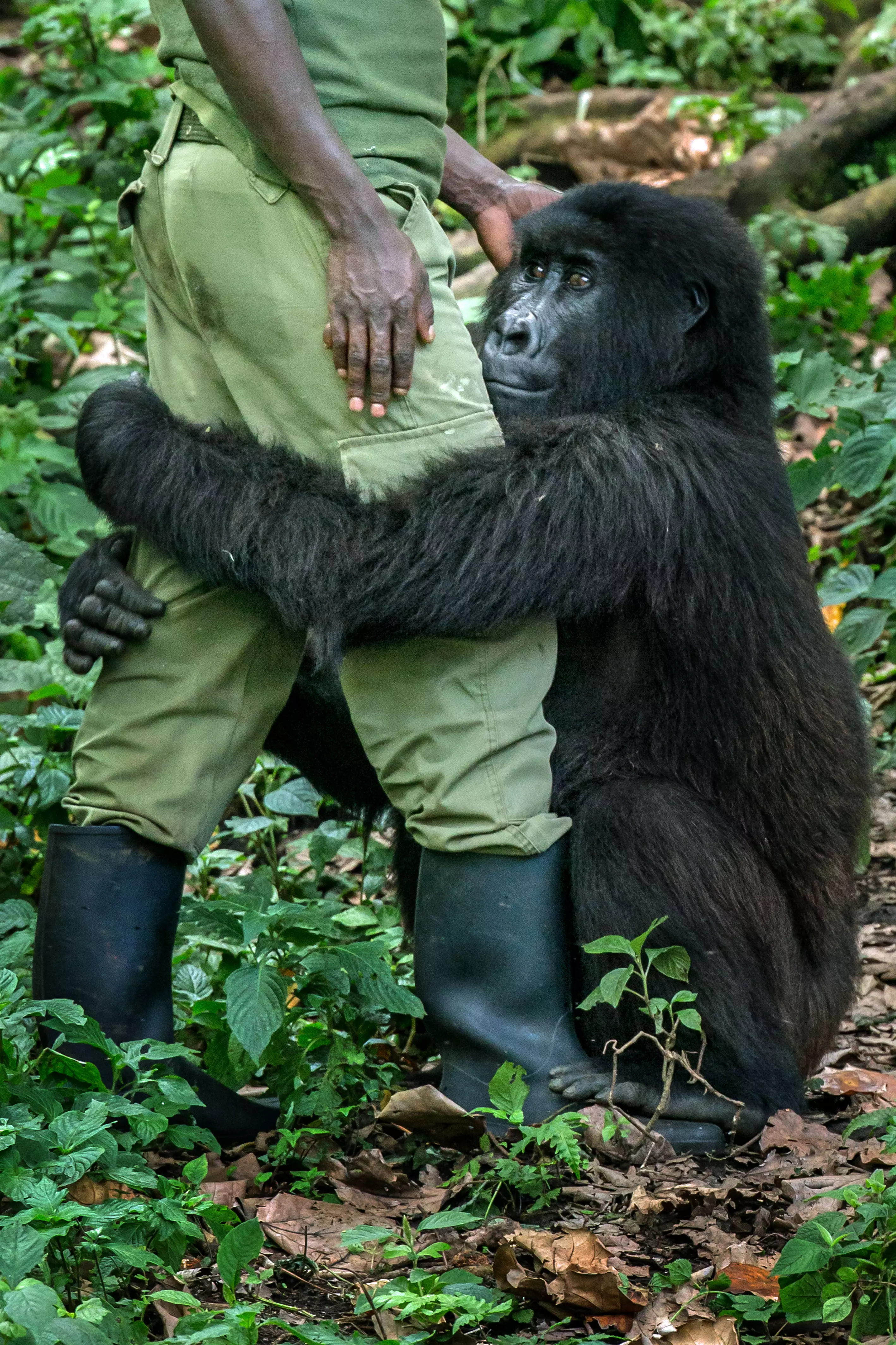 Gorilla interacting with caretaker
