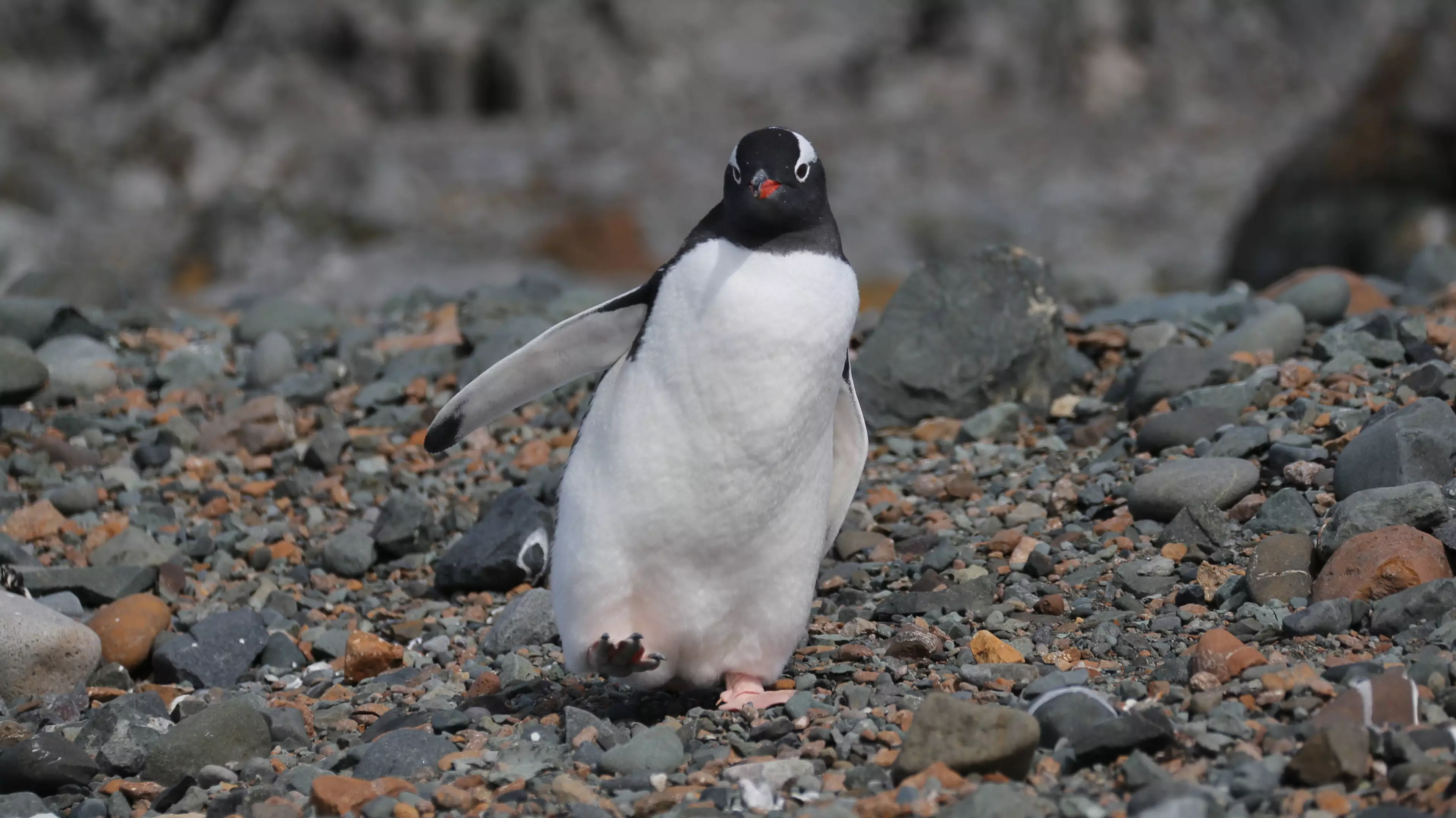 Scientists Studying Penguins Get High Off The Fumes From Their Poo