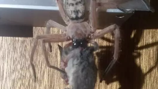 ​Aussie Couple Find Huntsman Spider Eating Pygmy Possum