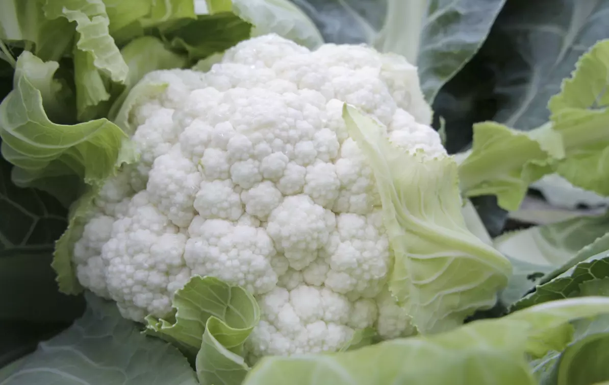 This is what cauliflowers look like before they're sliced into steaks, FYI.