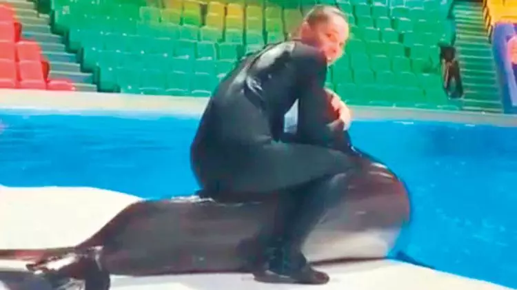 Video Shows Trainer Riding On The Back Of A Captive Dolphin
