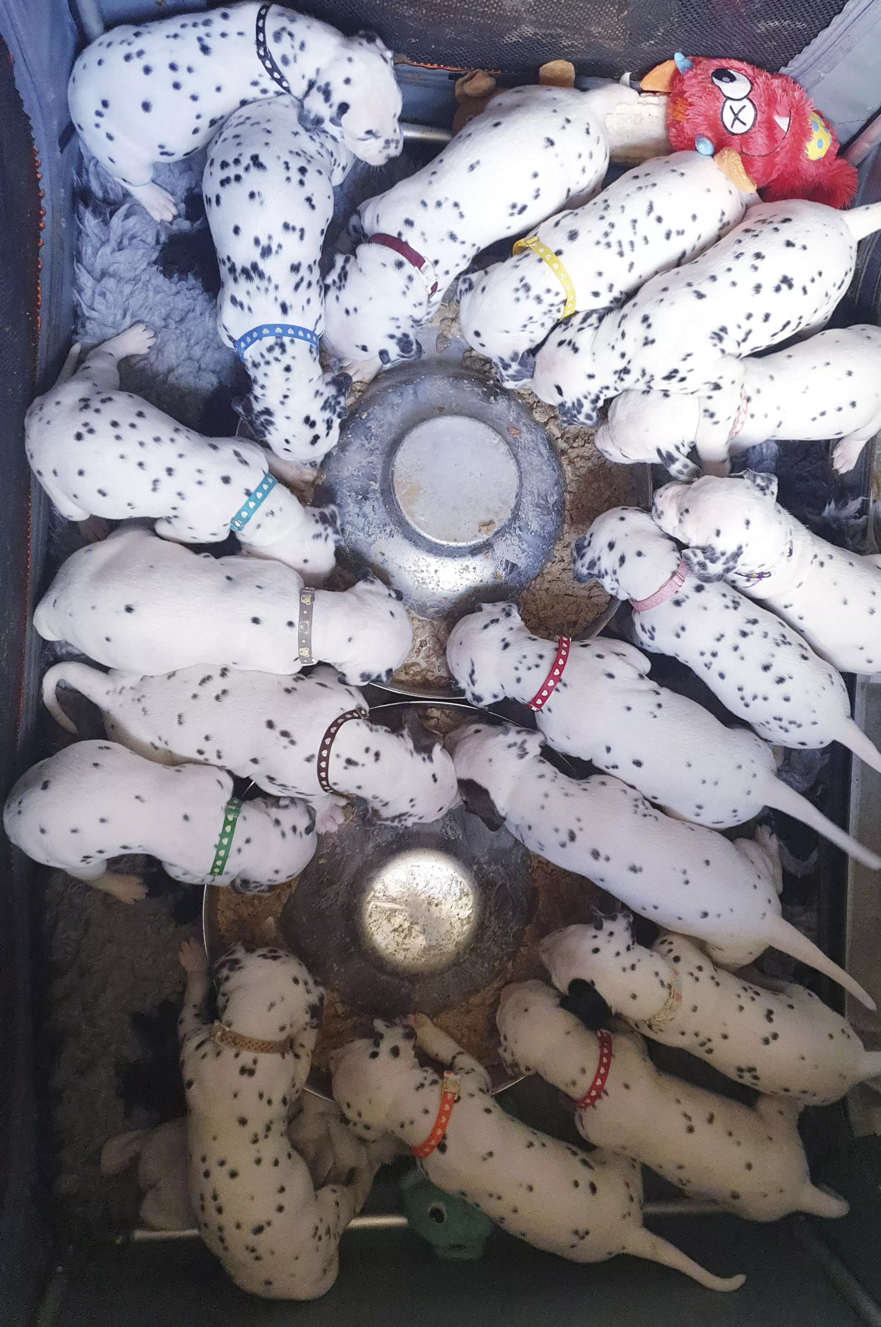 The brood of 18 is one short of the world record for Dalmatian litters (