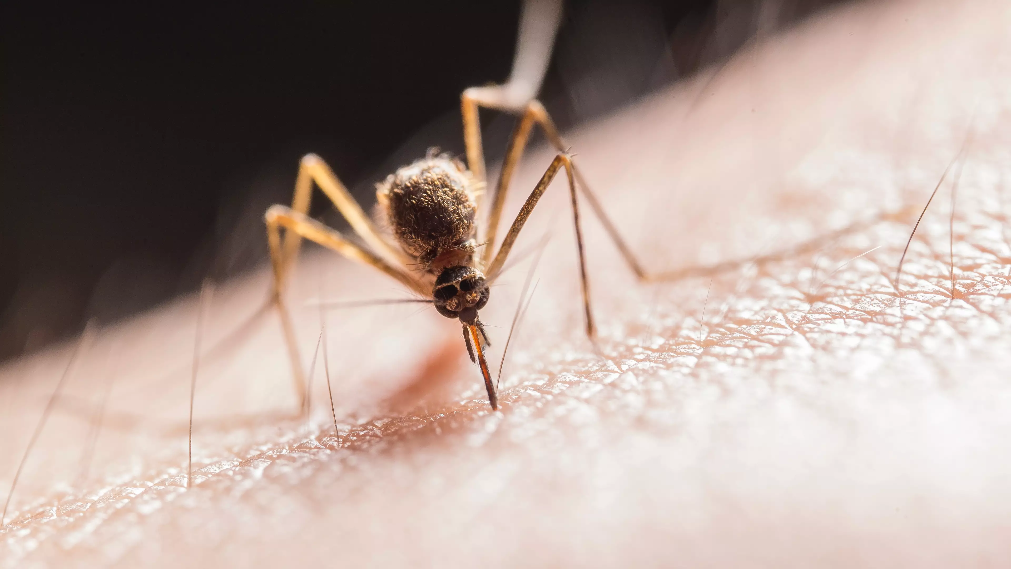 Greece Tourists Warned Against Mosquitos Amid West Nile Virus 