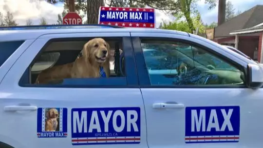 A Town In California Has Chosen A Golden Retriever To Be Its Mayor