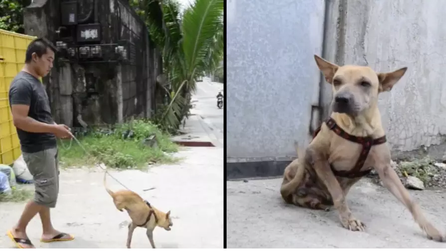 Dog Learns How To Walk On Just Two Legs After Being Left For Dead