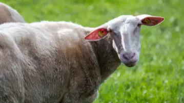 Animal Rights Group Suggests Village Of Wool Is Renamed 'Vegan Wool' 